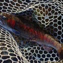 秋晴れのフィッシングパーク高島の泉で釣りまくる